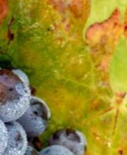 Champagne Deligny et Filles image 1