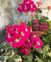 Ralf Paul Pelargonien (Para's) Bild 7