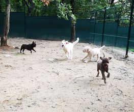 C.A PRO CANIN image 4