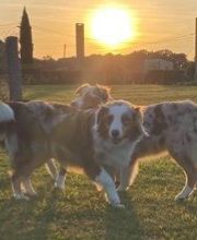 Elevage des Bois de Loge Borgne image 18