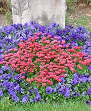 Friedhofgärtnerei Köniz Bild 4