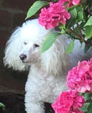 Au Look Canin image 3