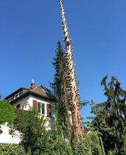 Rama - Baumfällung & Garten- und Landschaftsbau Ditzingen Bild 11