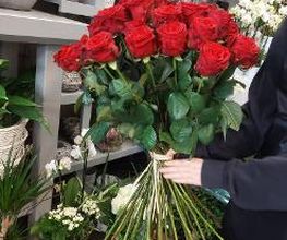 Blumen Dahlmann Bild 9