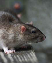 Schädlingsbekämpfung Schemeth GmbH Bild 3