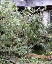 Racines Vert Cimes Services SARL image 6