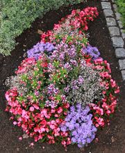 Blumenland Wiedmaier Bild 4