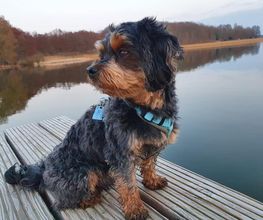 Hundeschule CaniSpirit Bild 1