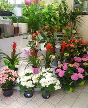 A la Fleur de Nice image 12