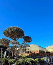 Pépinière des Aspres image 16