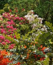 Pflanzencenter Fehr Bild 6