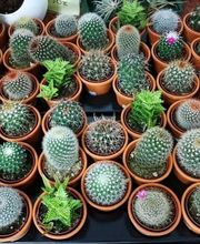 Asprosub_El_Rincon_del_Jardin_Benavente_cactus.jpg