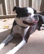 Brentwood Animal Campus image 2