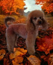 Elevage Des Jours Étoilés image 6