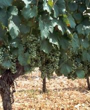 Château Les Hauts D'Aglan image 7