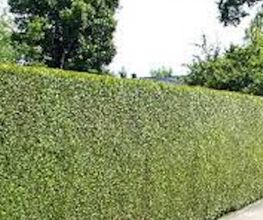 Mahrer Gartenbau GmbH Bild 6