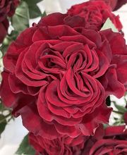 Fleurs et Sens image 3