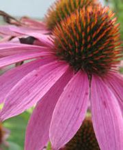 Naturheilpraxis Katharina Studer Bild 1