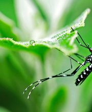 Eco Line Sagl Bild 5