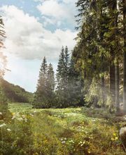 Bestattungen Braun und Schmitt Bild 3