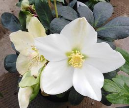Marty Fleurs image 14
