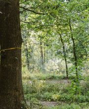 Farbige Bänder zeigen freie Baumgrabstätten im FriedWald.