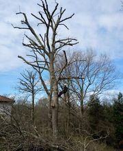 Elagage Pays Basque image 7