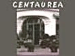 Centaurea