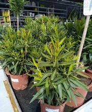 Bricomarché La Charité-Sur-Loire image 8