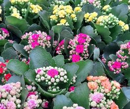 Marty Fleurs image 17
