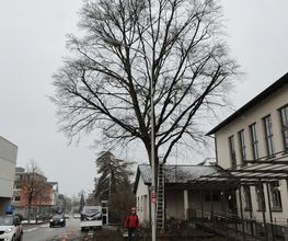 Baumpflege Hofstetter GmbH Bild 3