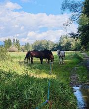 Cerdanya Eqüestre imagen 16