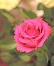 Jardinerie Fleuristerie Hämmerli SNC Bild 13