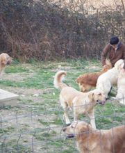 Elevage des Rives de la Bidouze image 3