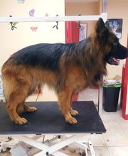 AU TOUTOU MARANS image 11