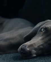 Centro veterinario El Lagar imagen 1