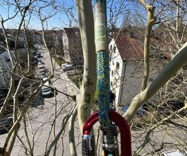 Treevarna Baumpflege München Bild 3