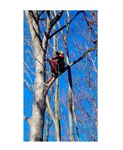 Die Baumkletterer Bild 6