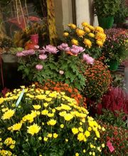 Efflorescence image 15