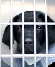 Rye Harrison Veterinary Hospital image 2