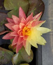 Aqua Scène image 10