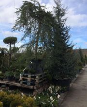 Pépinière Côté Jardin image 10