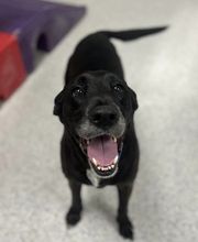 Petsburgh Pet Care image 16