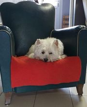 Mon Chien C'est Quelqu'un image 2