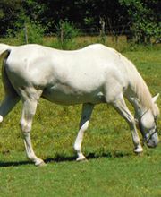 Estorges Isabelle image 1