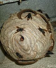 KH Anti-Nuisibles 3D image 12