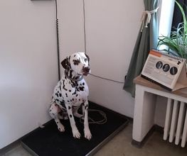 Hund auf Waage