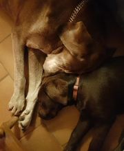 Keep Cool Dog image 8