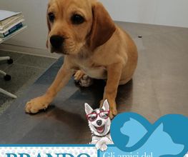 Centro veterinario Montecchio immagine 6