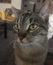 Clinique vétérinaire PK3 image 11